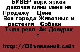 БИВЕР йорк яркая девочка мини мини на Продажу! › Цена ­ 45 000 - Все города Животные и растения » Собаки   . Тыва респ.,Ак-Довурак г.
